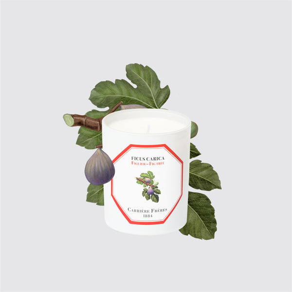 Carriere Freres Fig Tree Candle