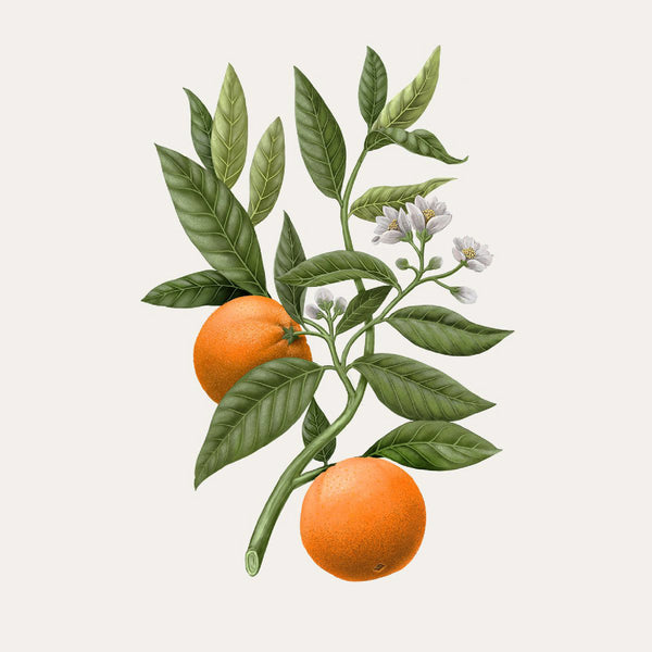 Orange Blossom Diffuser 橙花 室內擴香 Carriere Freres