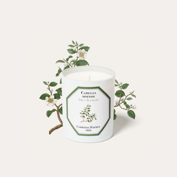 Tea Plant Candle 茶樹香薰蠟燭 Carriere Freres